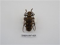 藏品(無花果天牛)的圖片